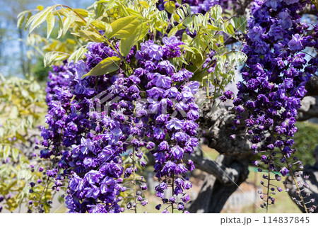 ガーデンに咲く紫色の美しい藤の花 114837845