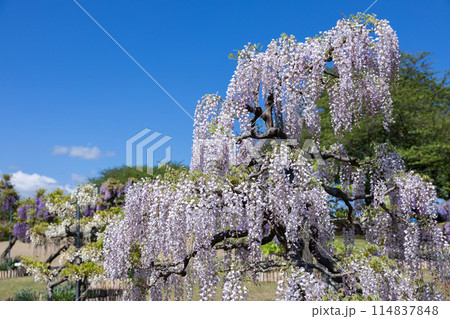ガーデンで咲く白くの美しい藤の花 114837848