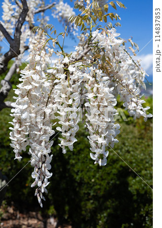 ガーデンで咲く白くの美しい藤の花 114837853