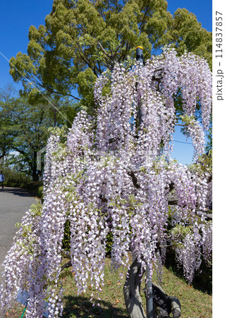 ガーデンで咲く白くの美しい藤の花 ガーデンで咲く白くの美しい藤の花 114837857