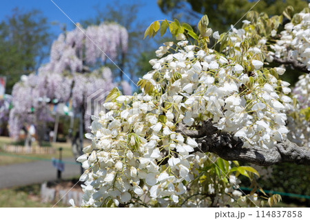 ガーデンで咲く白くの美しい藤の花 114837858