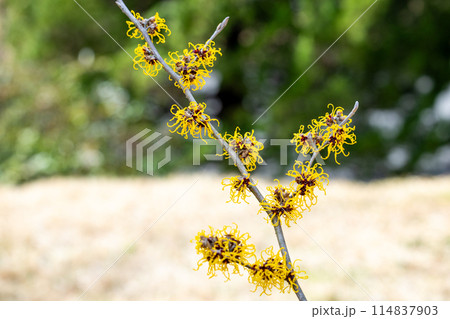 早春に咲く黄色い花のマンサク ニナ 114837903