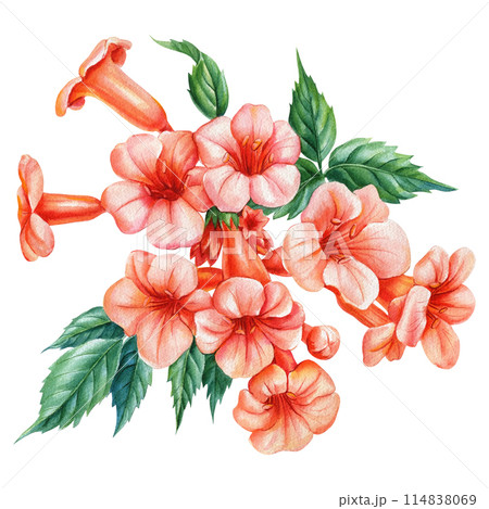 Beautiful tropical orange flowers, Clematis branch, decorative bright plant, liana isolated, watercolor Campsis flower 114838069