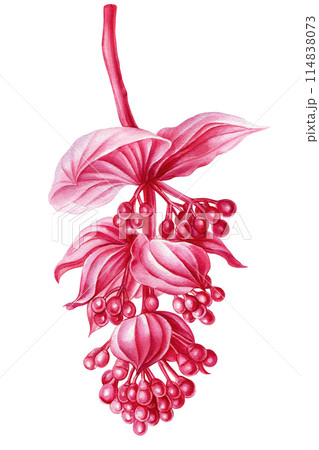 Exotic flowers, jungle pink flower on white isolated, watercolor tropical flora botanical painting Medinilla Magnifica  114838073