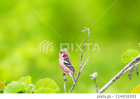 枝に止まるベニマシコ 114838391