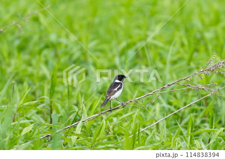 草原にいたノビタキ 114838394