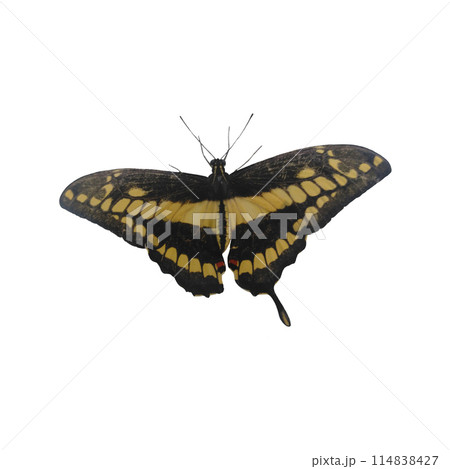 Tropical Butterfly Isolated on White Background. 114838427
