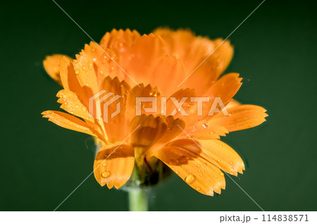 Orange Calendula officinalis on a green background Orange Calendula officinalis on a green background 114838571