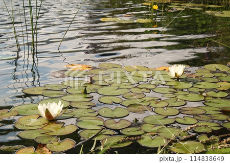 Water lily and reeds on the lake in the summer. White waterlilies blooming on pond. Swamping lily pads and grass on river Water lily and reeds on the lake in the summer. White waterlilies blooming on pond. Swamping lily pads and grass on river 114838649