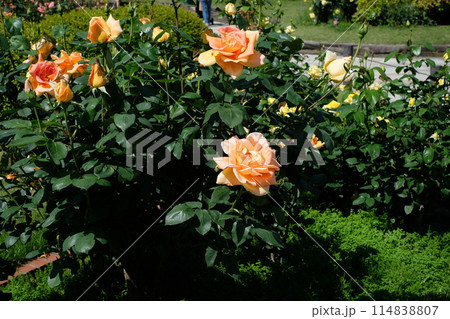 「ウィンナーシャルメ」 アプリコットカラーのバラ 「ウィンナーシャルメ」 アプリコットカラーのバラ 114838807