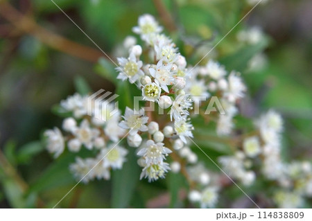 クリスマスブッシュの花 クリスマスブッシュの花 114838809