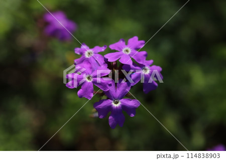 春の庭に咲くピンク色の宿根バーベナの花 春の庭に咲くピンク色の宿根バーベナの花 114838903