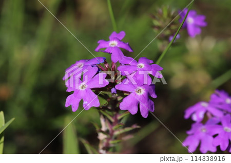 春の庭に咲くピンク色の宿根バーベナの花 春の庭に咲くピンク色の宿根バーベナの花 114838916