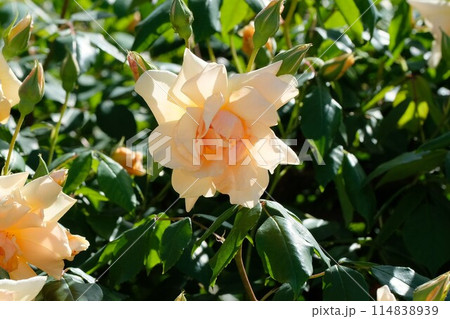 アプリコット色のバラ 「クレプスキュール」 アプリコット色のバラ 「クレプスキュール」 114838939