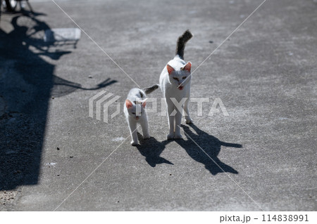 可愛い猫の親子 可愛い猫の親子 114838991