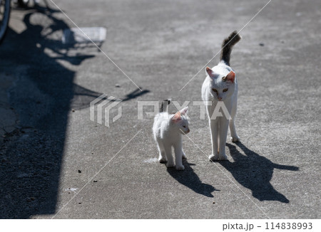 可愛い猫の親子 可愛い猫の親子 114838993