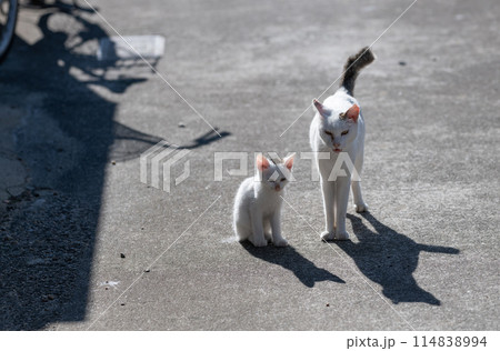 可愛い猫の親子 可愛い猫の親子 114838994