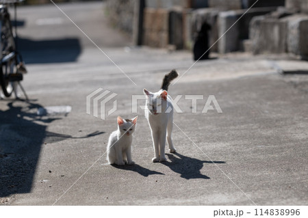 可愛い猫の親子 114838996