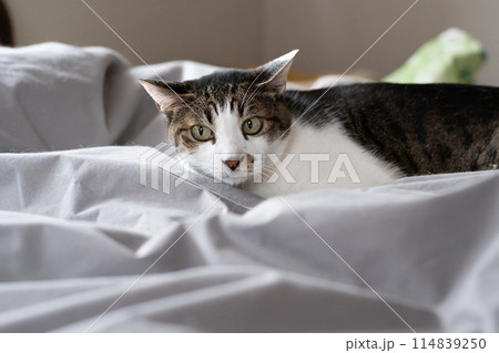 見つめる猫 キジトラ白 見つめる猫 キジトラ白 114839250