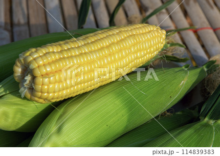 Freshly picked corn from the organis farm for healthy food. Freshly picked corn from the organis farm for healthy food. 114839383