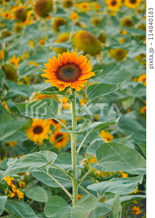Field of sunflowers with the bright sunlight. Sunflower photos on the rear. Sunflowers are the flowers like sunny Field of sunflowers with the bright sunlight. Sunflower photos on the rear. Sunflowers are the flowers like sunny 114840183