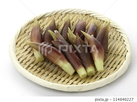 新鮮な茗荷 みょうが (白背景) 114840227