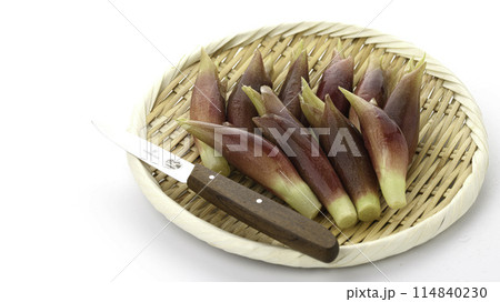 新鮮な茗荷 みょうが (白背景) 新鮮な茗荷 みょうが (白背景) 114840230