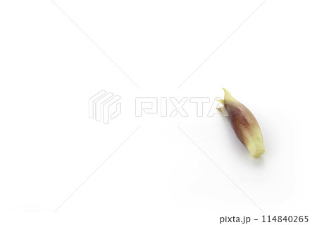 新鮮な茗荷 みょうが (白背景) 新鮮な茗荷 みょうが (白背景) 114840265