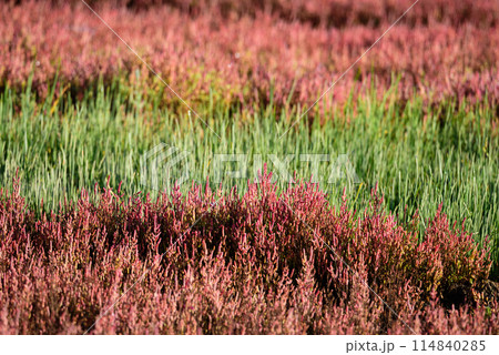 サンゴ草群落地 114840285