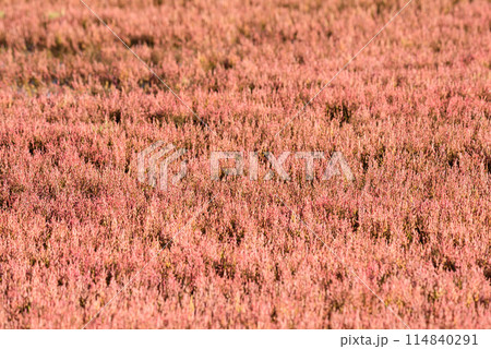 サンゴ草群落地 114840291