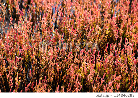 サンゴ草群落地 サンゴ草群落地 114840295