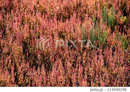 サンゴ草群落地 114840296