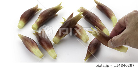 新鮮な茗荷 みょうが (白背景) 114840297