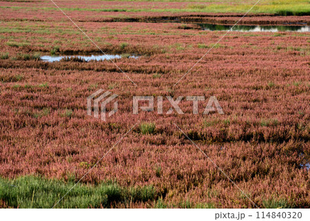 サンゴ草群落地 サンゴ草群落地 114840320