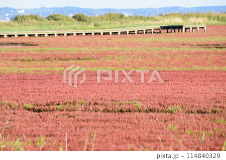 サンゴ草群落地 サンゴ草群落地 114840329