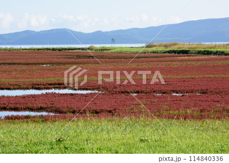 サンゴ草群落地 サンゴ草群落地 114840336