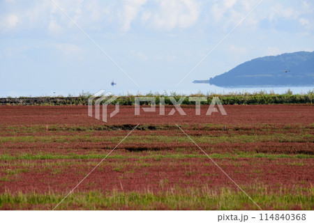 サンゴ草群落地 サンゴ草群落地 114840368