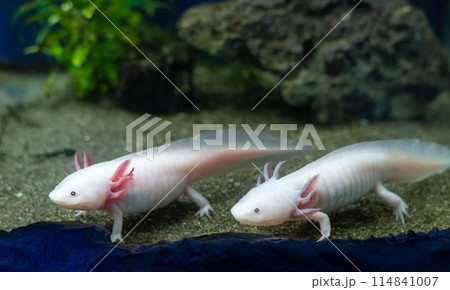 Axolotl aquarium, salamander, nature. Cute axolotl exotic aquarium pets. 114841007