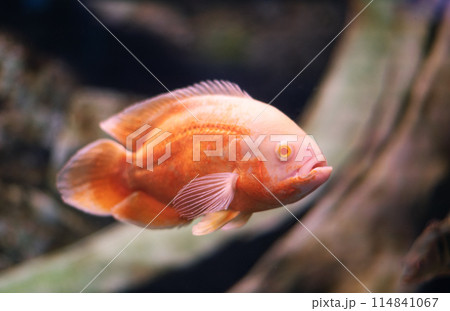Albino Oscar fish in fresh water Aquarium on blue background. The oscar Astronotus ocellatus names tiger oscar, velvet cichlid, and marble cichlid Albino Oscar fish in fresh water Aquarium on blue background. The oscar Astronotus ocellatus names tiger oscar, velvet cichlid, and marble cichlid 114841067