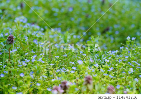 春の野の野草・オオイヌノフグリの群生 114841216