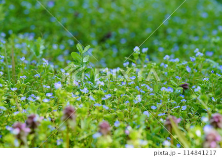 春の野の野草・オオイヌノフグリの群生 春の野の野草・オオイヌノフグリの群生 114841217