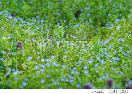 春の野の野草・オオイヌノフグリの群生 114841223