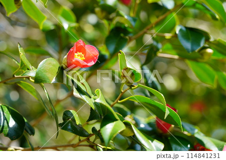 京都・恭仁京の椿の大木 京都・恭仁京の椿の大木 114841231