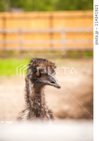 Close up view of cute ostrich emu. Australian ostrich emu walk in the paddock. Emu is second largest living bird on the planet. . Close up view of cute ostrich emu. Australian ostrich emu walk in the paddock. Emu is second largest living bird on the planet. . 114841923