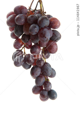 Bunch of organic black grapes isolated on white background. 114841987