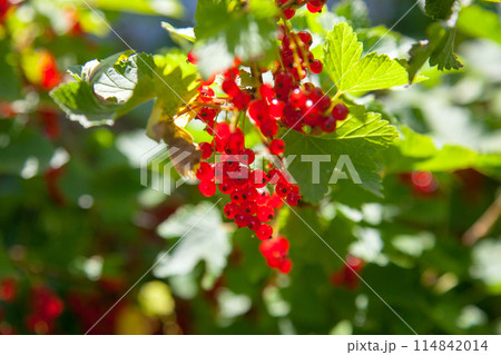 Branch of ripe red currant on currant bush in a garden. 114842014