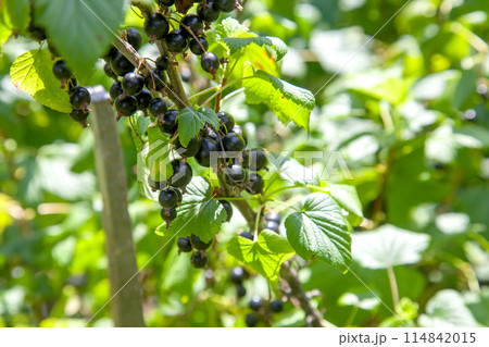 Black currant berries growing on a bush. 114842015