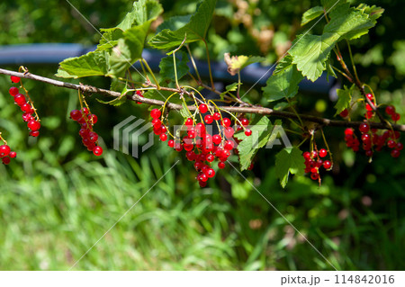 Branch of ripe red currant on currant bush in a garden. 114842016