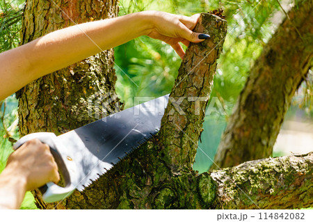 Female cuts branches of tree, using saw Female cuts branches of tree, using saw 114842082