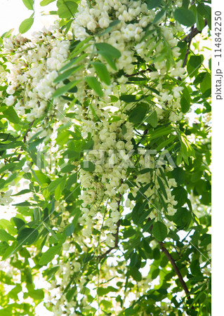 ニセアカシアの花 114842250